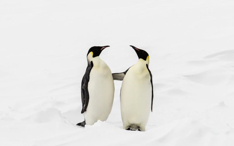 Emperor Penguins