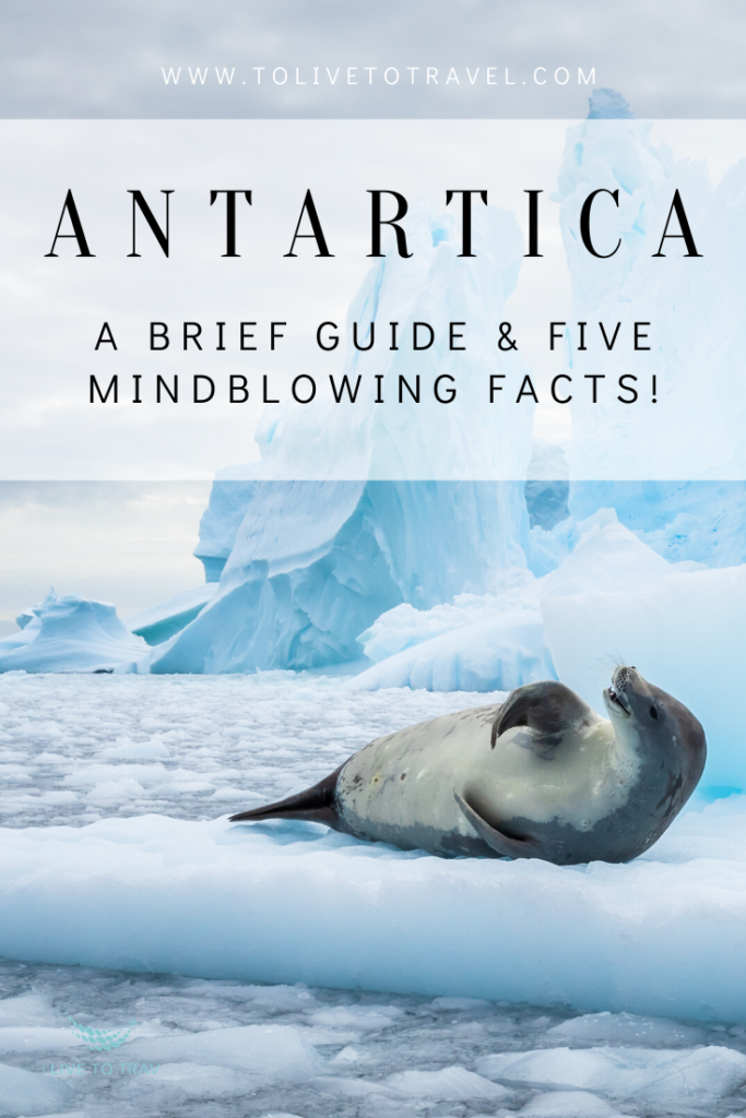 Antartica Pin Graphic