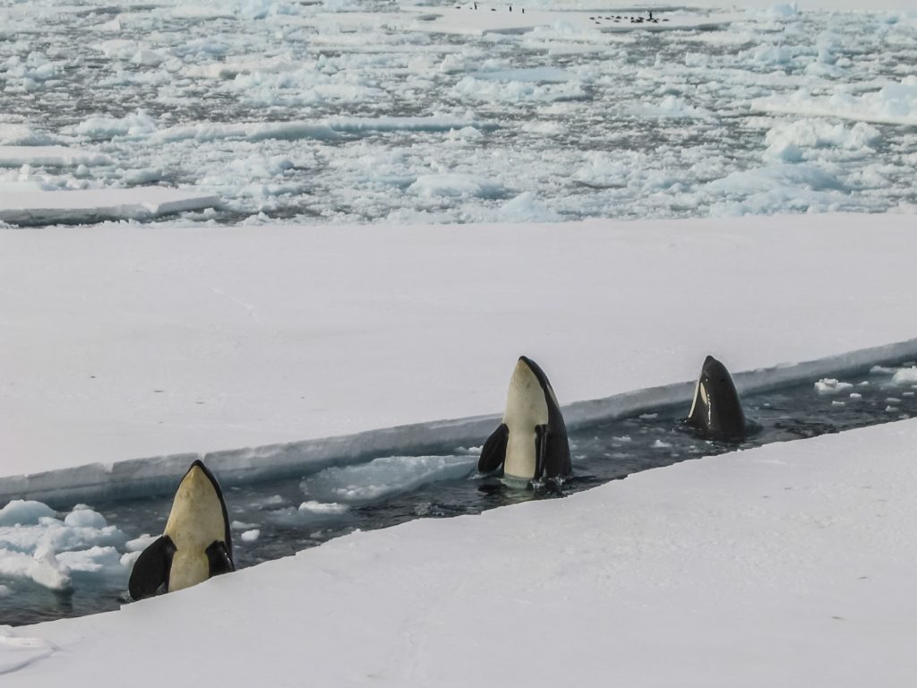 Orcas in Antartica