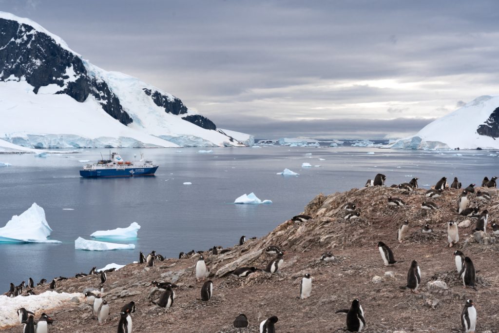 Penguins in Antartica