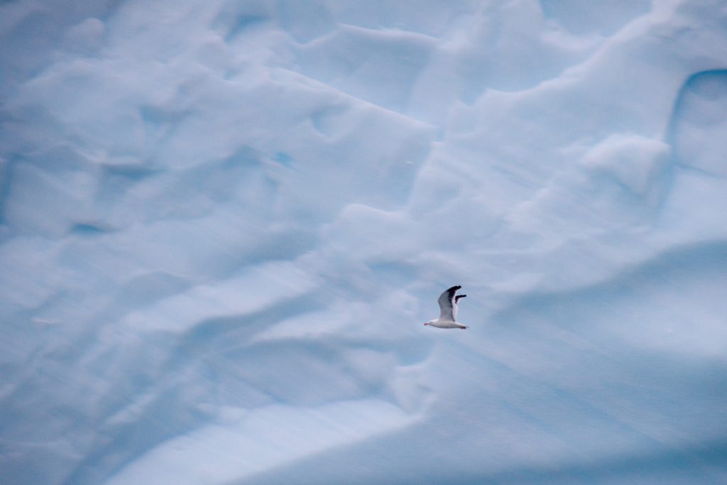 Seagull in Antartica