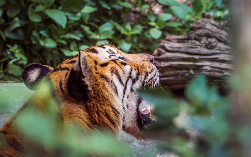 Bengal Tiger at Chitwan National Park, Nepal