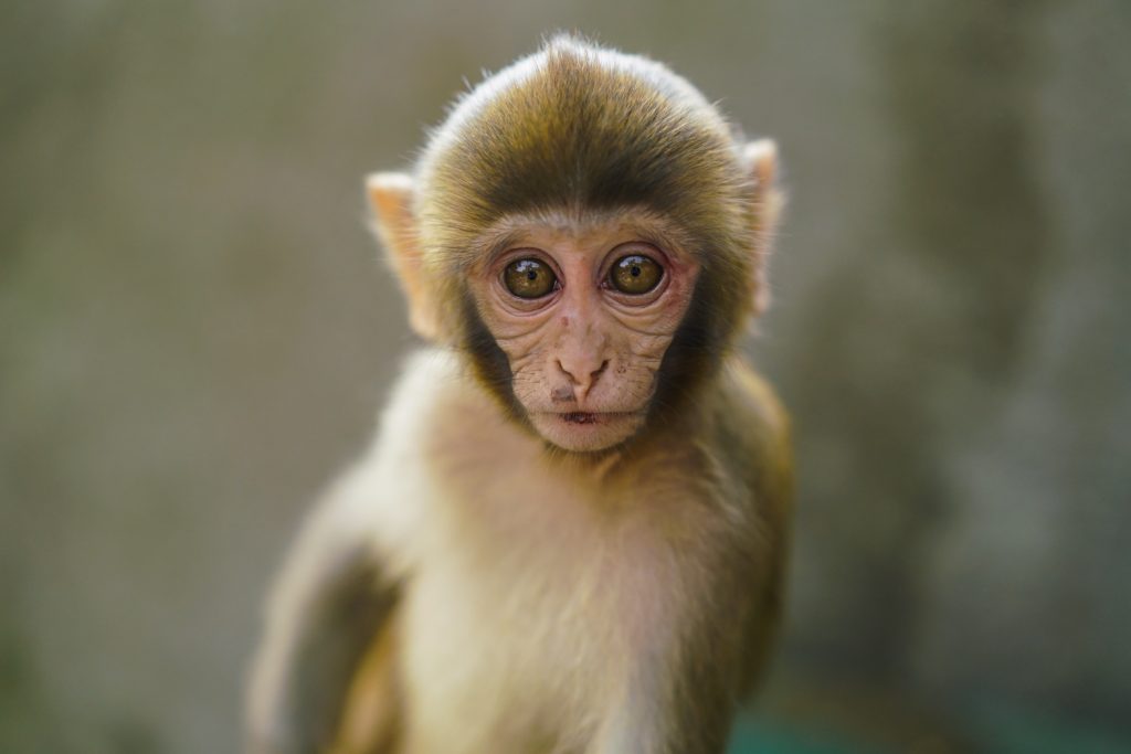 Monkeys at Swayambhu Temple