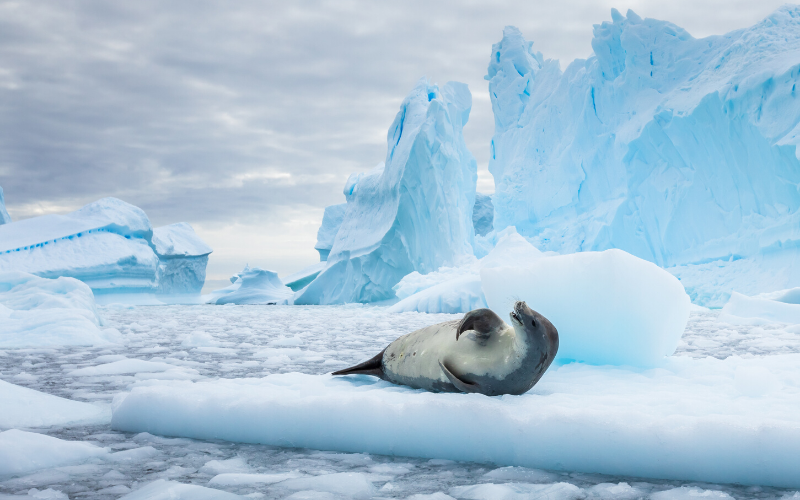 A Seal in Antartica